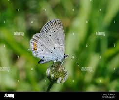 Attēlu rezultāti vaicājumam “Everes argiades”