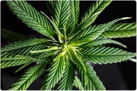 Attēlu rezultāti vaicājumam “Cannabaceae”