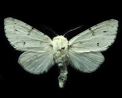 Attēlu rezultāti vaicājumam “Acronicta leporina”