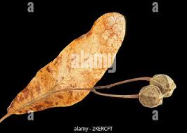 Attēlu rezultāti vaicājumam “Tilia platyphyllos Laciniata fruit”