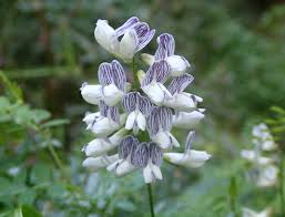Attēlu rezultāti vaicājumam “Vicia sylvatica flower”