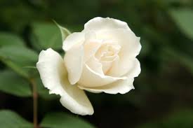 「アイスバーグ」の画像検索結果