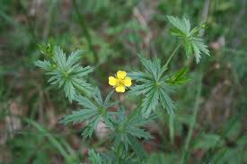 Attēlu rezultāti vaicājumam “Potentilla erecta flower”