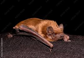 Attēlu rezultāti vaicājumam “Nyctalus noctula”