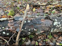 Attēlu rezultāti vaicājumam “Oligonema persimile sessile”