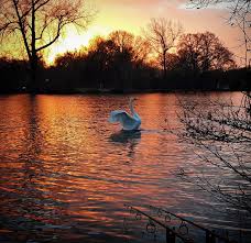 Image result for City Of London Piscatorial Society