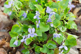 Attēlu rezultāti vaicājumam “Viola reichenbachiana flower”
