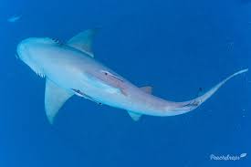 Image result for Negaprion brevirostris