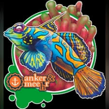 Image result for Triakis megalopterus