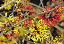 Attēlu rezultāti vaicājumam “Hamamelis”