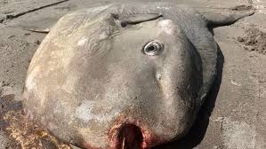 Image result for Mola mola