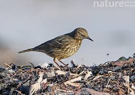 Attēlu rezultāti vaicājumam “Anthus petrosus adult”