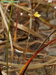 Attēlu rezultāti vaicājumam “Utricularia minor”