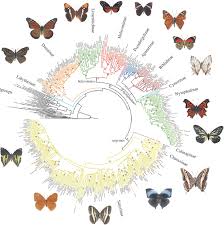 Attēlu rezultāti vaicājumam “Nymphalidae”