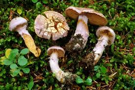 Attēlu rezultāti vaicājumam “Cortinarius traganus”