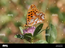 Attēlu rezultāti vaicājumam “Issoria lathonia upperside”