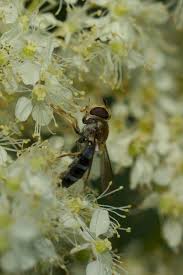 Attēlu rezultāti vaicājumam “Leucozona glaucia”