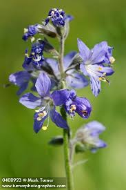 Attēlu rezultāti vaicājumam “Polemoniaceae”