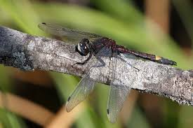 Attēlu rezultāti vaicājumam “Leucorrhinia pectoralis”