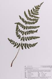 Attēlu rezultāti vaicājumam “Dryopteris carthusiana”