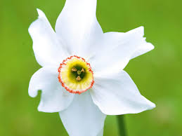 Attēlu rezultāti vaicājumam “Narcissus”