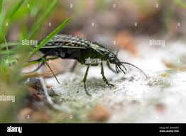 Attēlu rezultāti vaicājumam “Carabus clathratus”