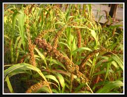 Attēlu rezultāti vaicājumam “Setaria italica”