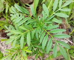 Attēlu rezultāti vaicājumam “Tagetes leaf”