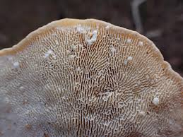 Attēlu rezultāti vaicājumam “Trametes gibbosa”