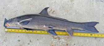 Image result for Cycleptus elongatus