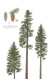 Attēlu rezultāti vaicājumam “Pseudotsuga menziesii var. glauca”