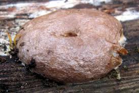 Attēlu rezultāti vaicājumam “Reticularia sp.”