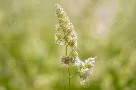 Attēlu rezultāti vaicājumam “Poa pratensis flower”