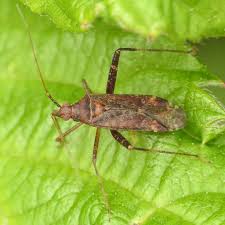 Attēlu rezultāti vaicājumam “Phytocoris varipes”