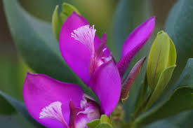 Attēlu rezultāti vaicājumam “Polygalaceae”