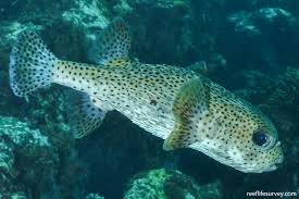 Image result for Diodon hystrix