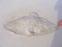 Image result for Gymnura natalensis