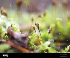Attēlu rezultāti vaicājumam “Paraleucobryum longifolium sporophyte”