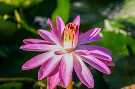 Image result for rosa aquatica