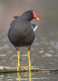 Attēlu rezultāti vaicājumam “Gallinula chloropus juvenile”