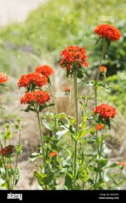Image result for Lychnis chalcedonica `Dusky Salmon`