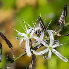 Attēlu rezultāti vaicājumam “Campylophyllum calcareum”