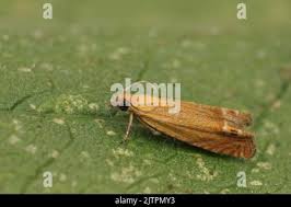 Attēlu rezultāti vaicājumam “Lathronympha strigana”