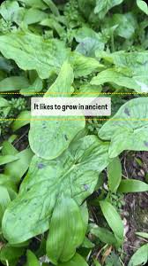 Attēlu rezultāti vaicājumam “Allium ursinum leaf”