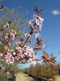 Attēlu rezultāti vaicājumam “Prunus cerasifera flower”