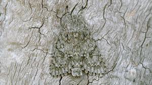 Attēlu rezultāti vaicājumam “Acronicta aceris”