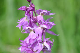 Attēlu rezultāti vaicājumam “Orchis mascula”