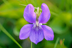Attēlu rezultāti vaicājumam “Viola odorata”