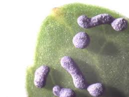 Attēlu rezultāti vaicājumam “Physarum cinereum sessile”