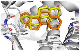 Attēlu rezultāti vaicājumam “Saelania glaucescens sporophyte”